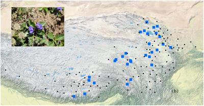Deep Intraspecific Divergence in the Endemic Herb Lancea tibetica (Mazaceae) Distributed Over the Qinghai-Tibetan Plateau